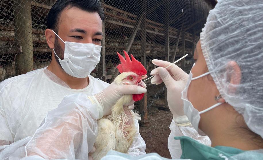 Adapar inicia novo cilclo de vigilância ativa para Influenza Aviária e Doença de Newcastle