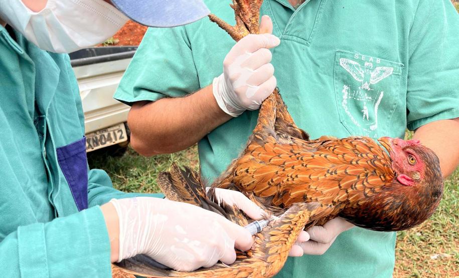 Adapar inicia novo cilclo de vigilância ativa para Influenza Aviária e Doença de Newcastle