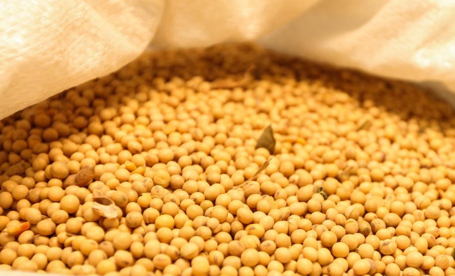 Safra de grãos do Paraná deve ter aumento de 306 mil toneladas, aponta IBGE