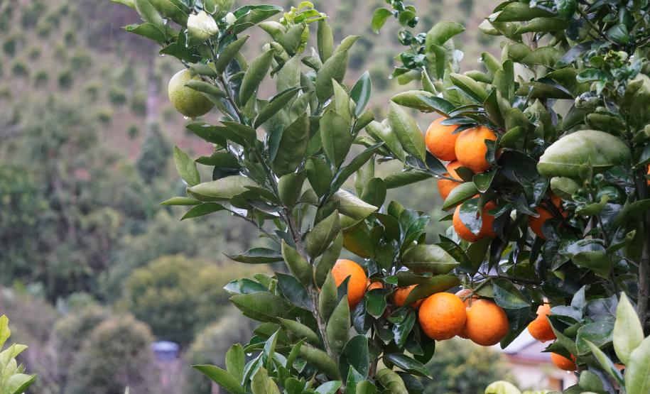 Portaria da Adapar estabelece procedimentos de prevenção e controle do Greening