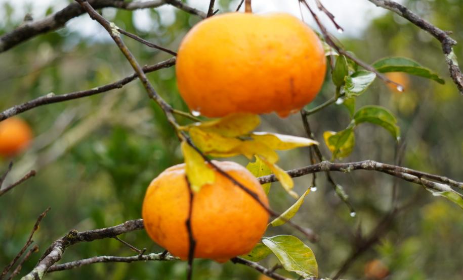 Portaria da Adapar estabelece procedimentos de prevenção e controle do Greening