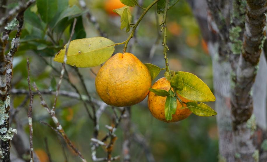 Portaria da Adapar estabelece procedimentos de prevenção e controle do Greening