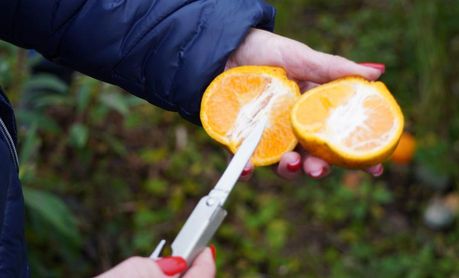 Portaria da Adapar estabelece procedimentos de prevenção e controle do Greening