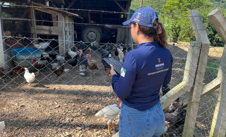 Com 414 fiscalizações, Adapar finaliza operação contra influenza aviária no Litoral