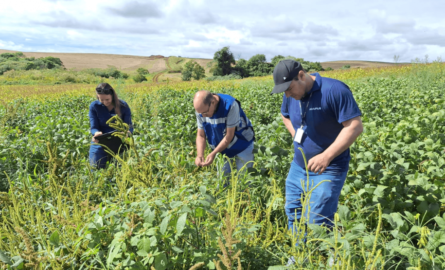 Fiscalização integrada reforça monitoramento de planta daninha em divisa no Sul do Estado