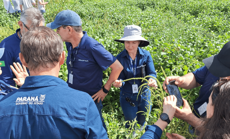 Fiscalização integrada reforça monitoramento de planta daninha em divisa no Sul do Estado