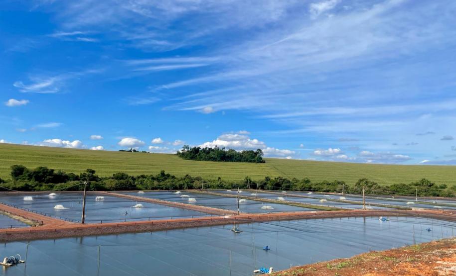 Adapar inicia projeto de biosseguridade na produção de tilápia com instituto norueguês