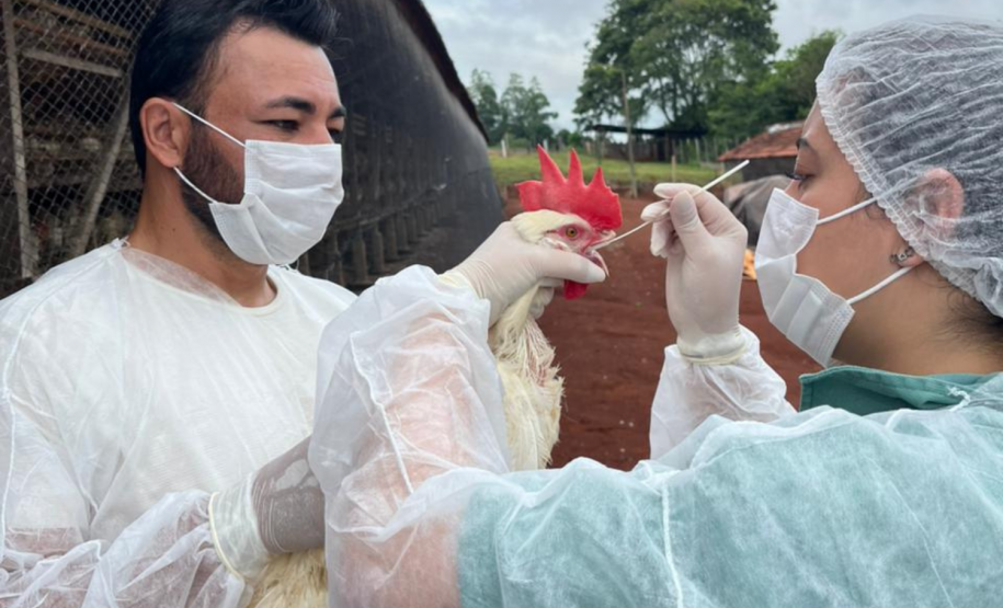 Paraná conclui ciclo 2025/2026 de vigilância ativa para Influenza Aviária e Doença de Newcastle