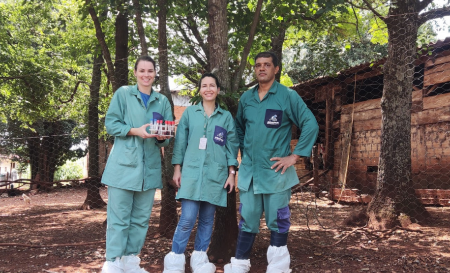 Paraná conclui ciclo 2025/2026 de vigilância ativa para Influenza Aviária e Doença de Newcastle