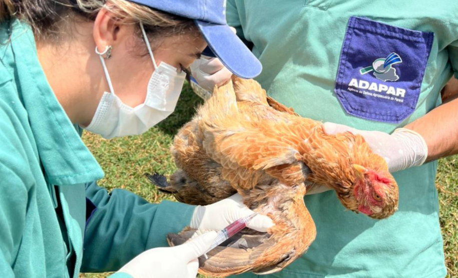 Paraná conclui ciclo 2025/2026 de vigilância ativa para Influenza Aviária e Doença de Newcastle