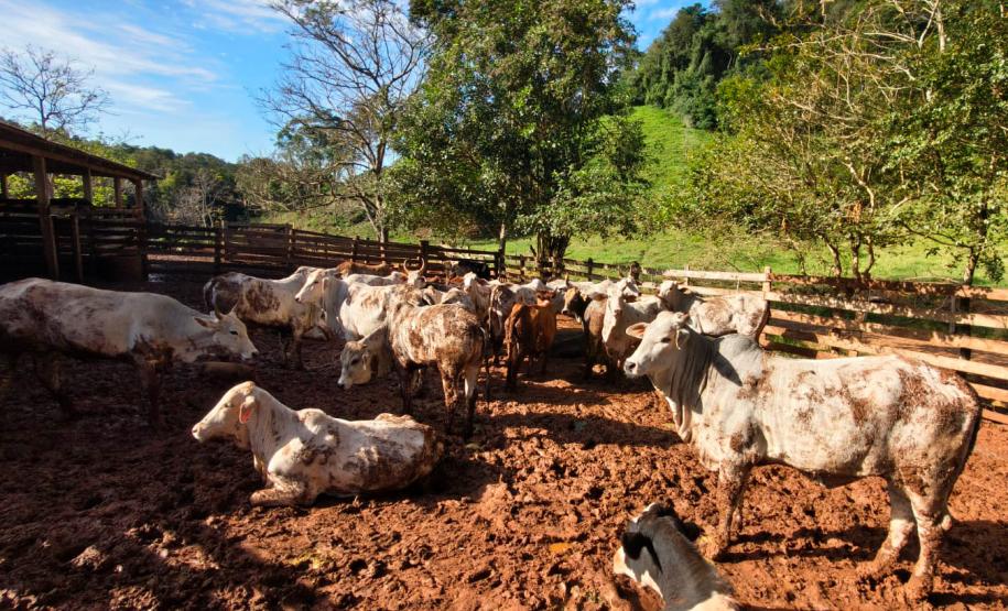 Atualização de rebanhos chega a 67% no Paraná; prazo encerra em 30 de junho