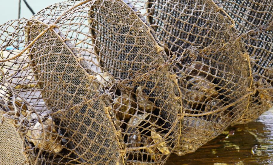 Adapar suspende retirada de ostras em Guaratuba por nível de ficotoxinas acima do limite