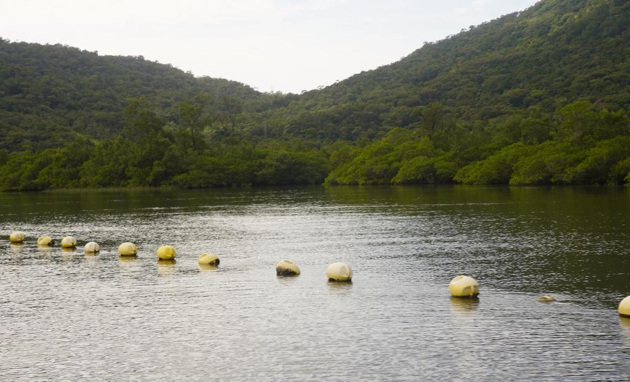 Adapar suspende retirada de ostras em Guaratuba por nível de ficotoxinas acima do limite