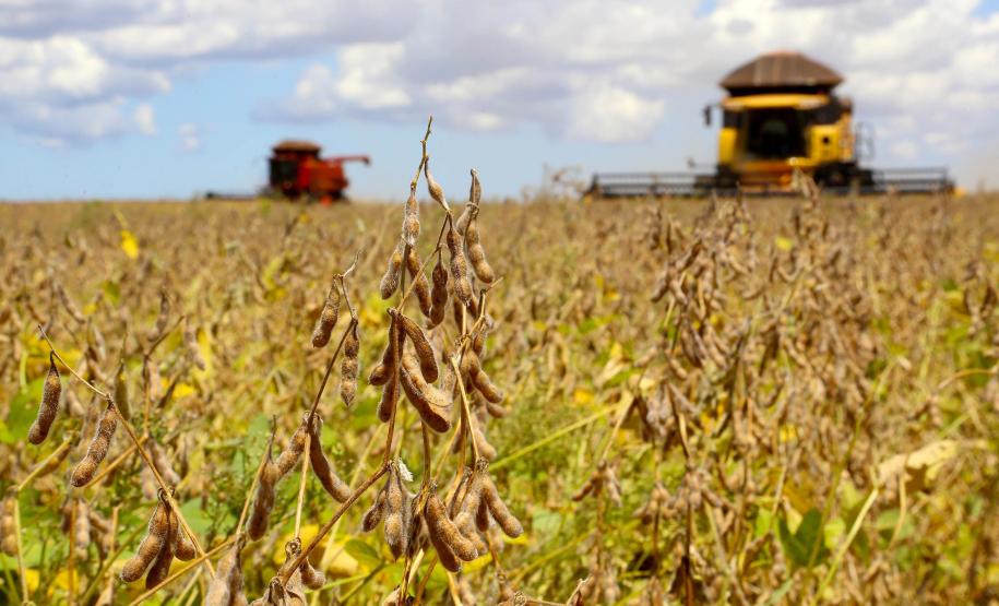 Período de semeadura da Soja no Estado está em vigor; Prazos vão até janeiro de 2027