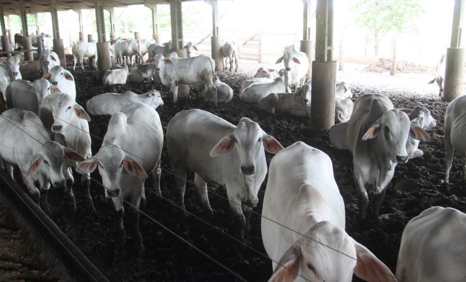 Paraná vai retomar exportação de carne bovina para a Rússia Após quase nove anos de embargos à exportação de carne bovina, o Paraná volta a exportar o produto para a Rússia.