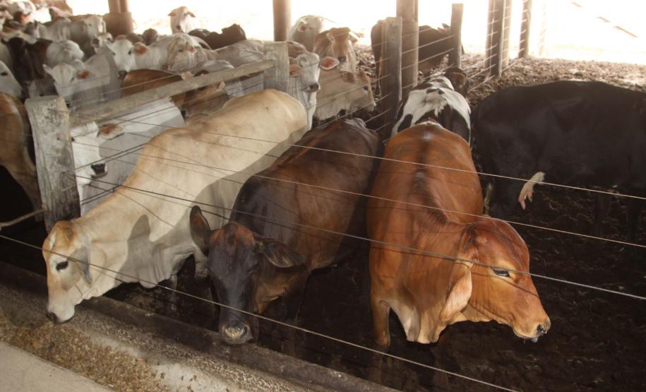 Paraná vai retomar exportação de carne bovina para a Rússia Após quase nove anos de embargos à exportação de carne bovina, o Paraná volta a exportar o produto para a Rússia