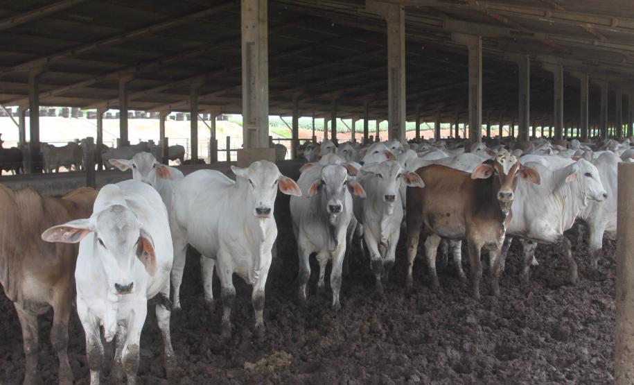 Paraná vai retomar exportação de carne bovina para a Rússia Após quase nove anos de embargos à exportação de carne bovina, o Paraná volta a exportar o produto para a Rússia.