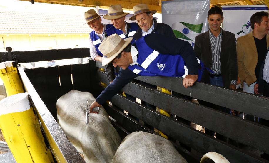 Governador Beto Richa lança junto com o secretário da Agricultura e do Abastecimento, Norberto Ortigara e o diretor presidente da Adapar, Inácio Kroetz, Campanha Estadual de Vacinação contra Febre Aftosa de 2014. Campo Magro, 30-04-14