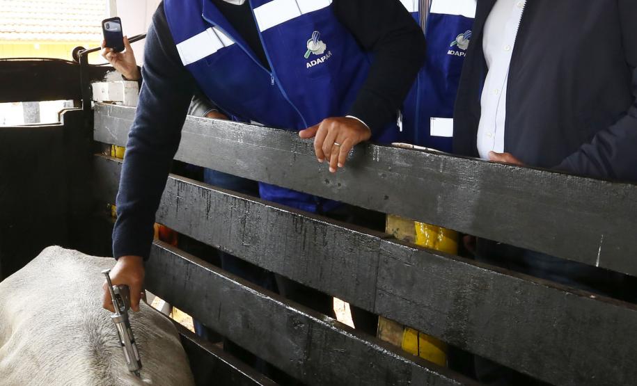 Governador Beto Richa lança junto com o secretário da Agricultura e do Abastecimento, Norberto Ortigara e o diretor presidente da Adapar, Inácio Kroetz, Campanha Estadual de Vacinação contra Febre Aftosa de 2014. Campo Magro, 30-04-14
