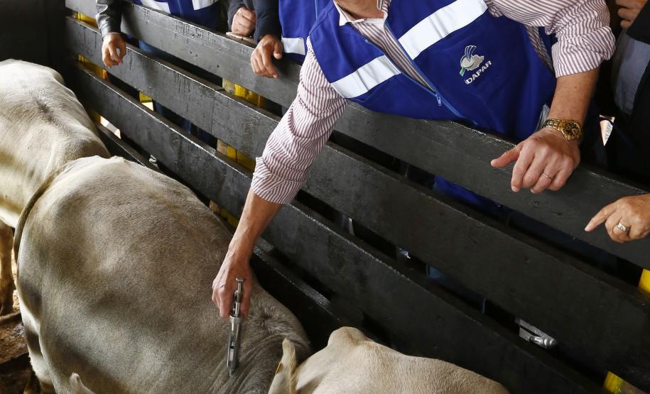 Governador Beto Richa lança junto com o secretário da Agricultura e do Abastecimento, Norberto Ortigara e o diretor presidente da Adapar, Inácio Kroetz, Campanha Estadual de Vacinação contra Febre Aftosa de 2014. Campo Magro, 30-04-14