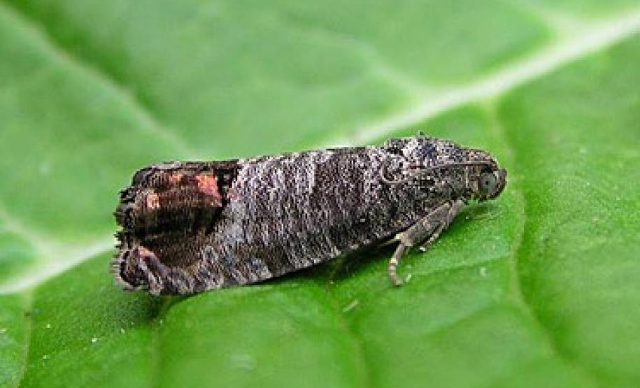 Cydia pomonella - inseto adulto