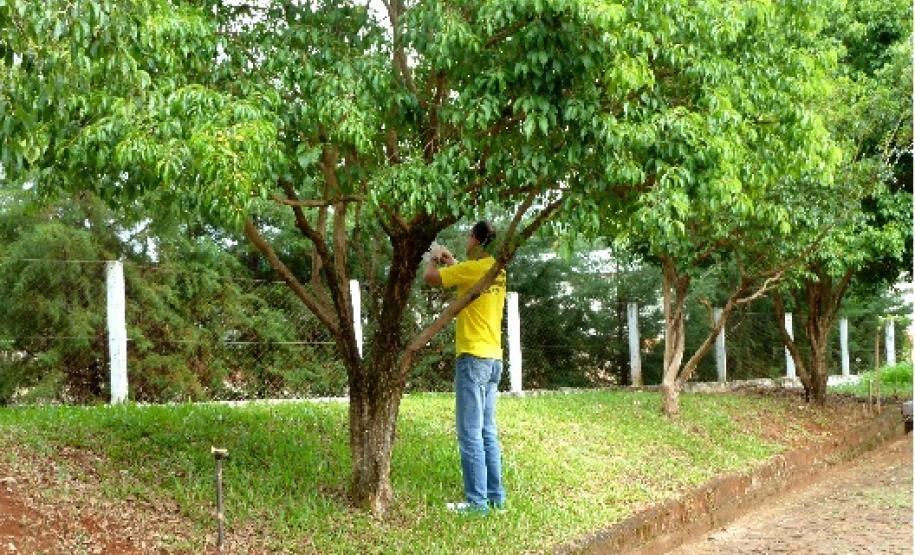 Instalação de armadilha para Cydia pomonella