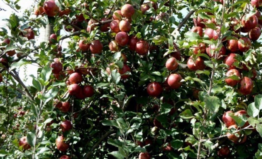 Pomar de maçã Fuji em Palmas-PR