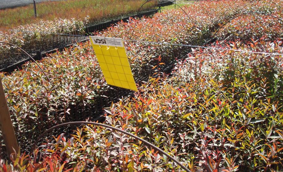 Viveiro de mudas florestais recuperado após infestação de vespa-da-galha