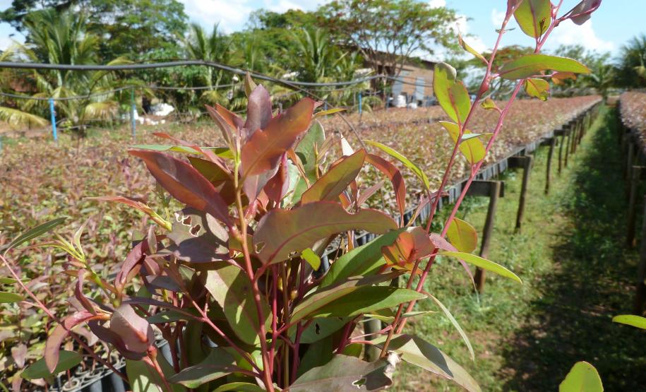 Infestação por vespa-da-galha