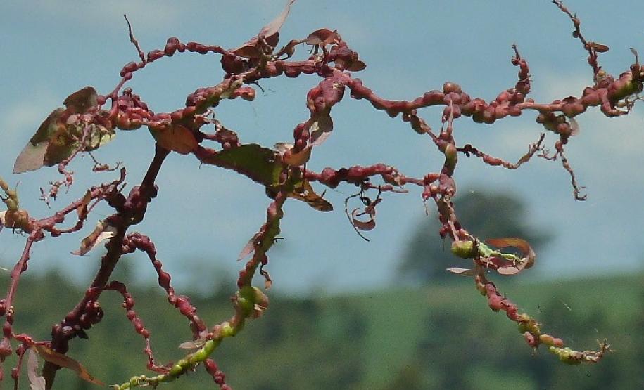 Mudas com severa infestação por vespa-da-galha