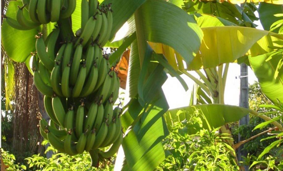 Audiência em Brasilia discute importação de banana do Equador A produção de banana no Paraná em 2012 foi de 266.300 toneladas, numa área de 11.148 ha, com um Valor Bruto da Produção (VBP) de R$ 110.153.018,00, o que correspondeu a 9,7% do VBP da fruticultura do Paraná, que foi de R$ 1.134.678.103,00.