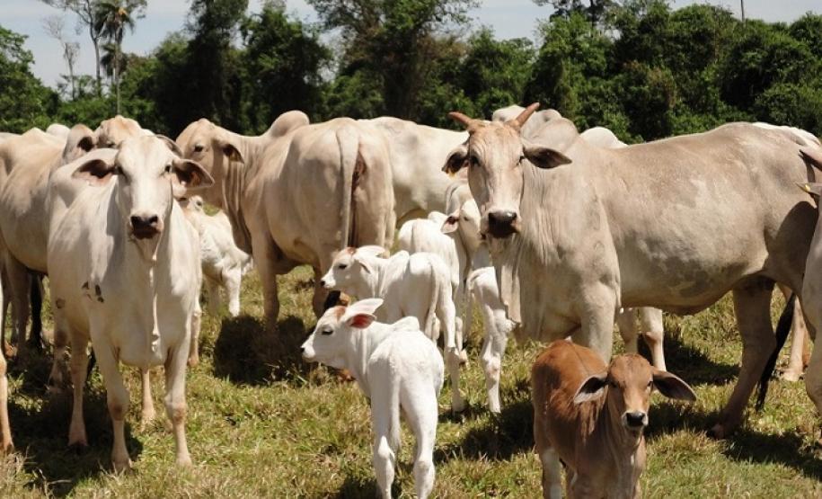 Acontece mais uma etapa da capacitação em Vigilância e Fiscalização da Alimentação de Ruminantes em Pato Branco.