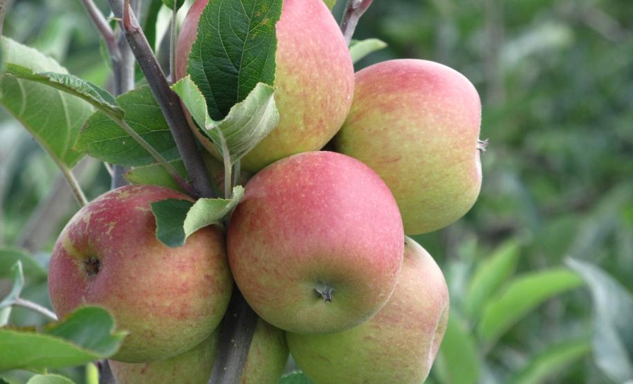 O agricultor que trabalha com o fruticultura necessariamente precisa tomar cuidados com a escolha do material de propagação, garantindo assim a sanidade de sua produção. Compre sempre mudas de viveiristas credenciados, já conhecidos, e observe se o viveiro oferece garantias da sanidade e identifica corretamente suas mudas.