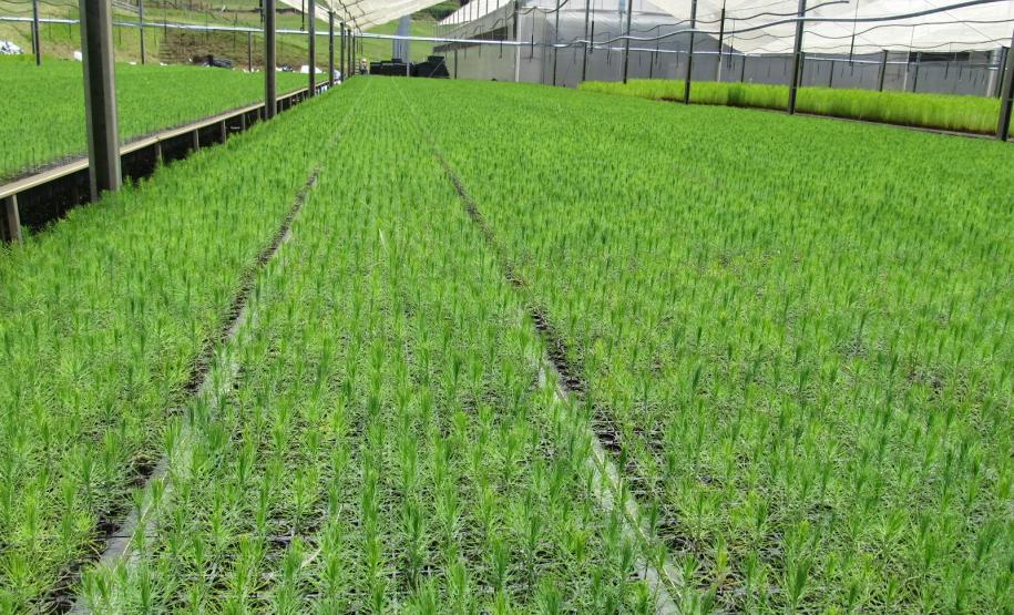 Viveiro de mudas fiscalizado pela ADAPAR.