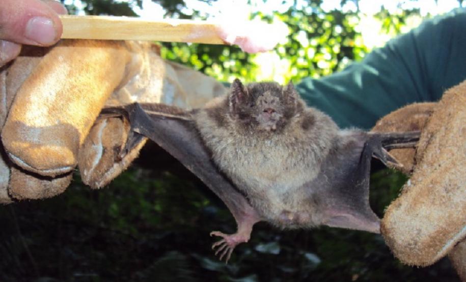 Alerta para casos de raiva dos herbívoros na região dos Campos Gerais