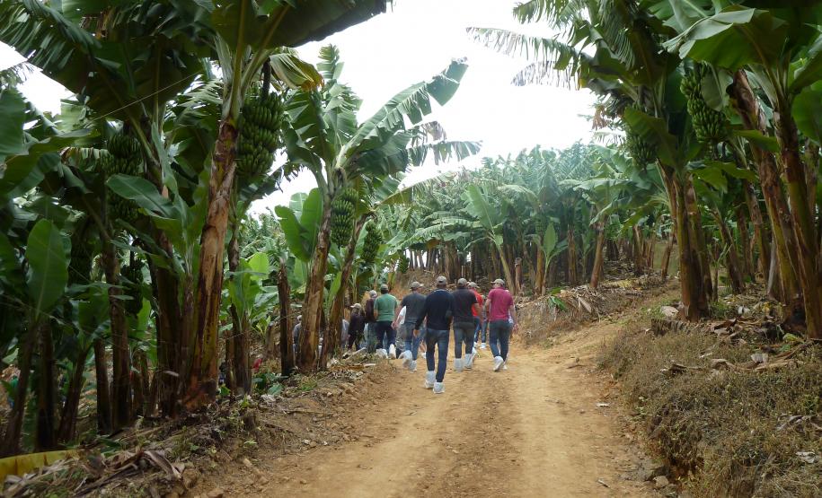 Adapar participa de Congresso Internacional sobre Bananas