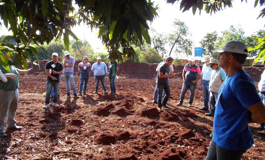 Formigas Cortadeiras