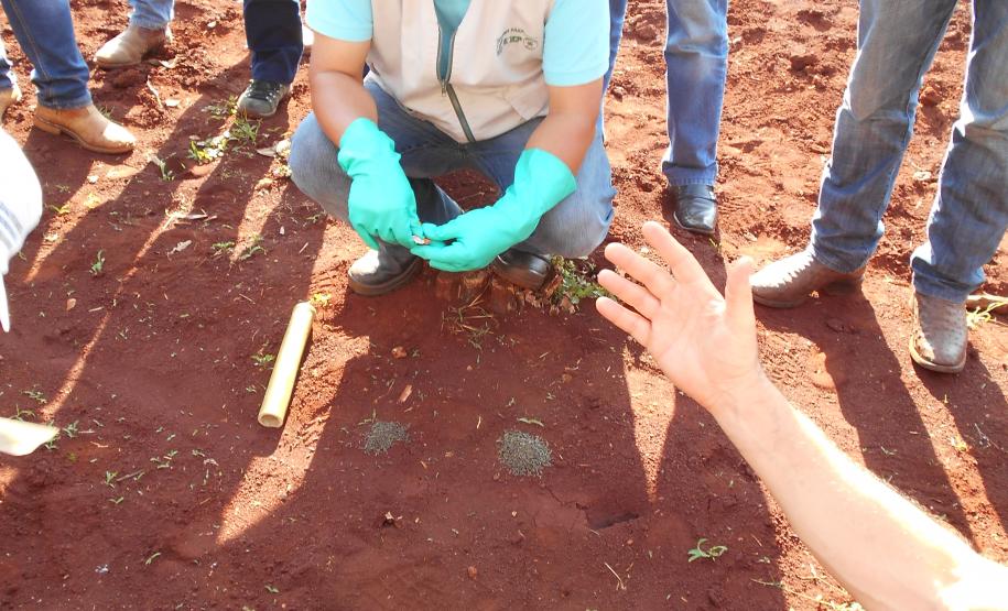 Formigas Cortadeiras