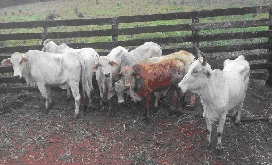 Operação Fronteira Operação Fronteira