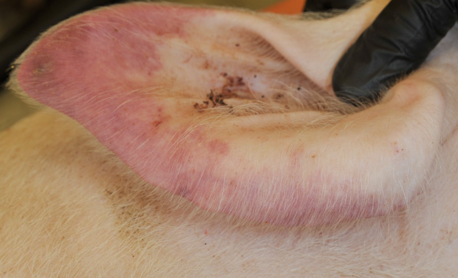 Vermelhidão de pele de suíno com Peste Suína Africada Vermelhidão de pele de suíno com Peste Suína Africada