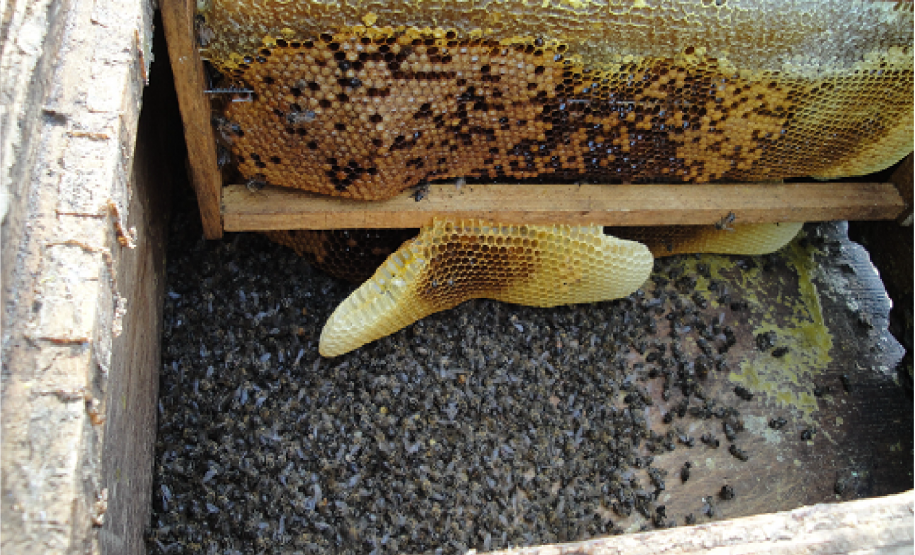 Apicultura: fiscalização conjunta entre sanidade vegetal e saúde animal Fiscalização de ocorrência de mortalidade em abelhas, município de Irati - PR