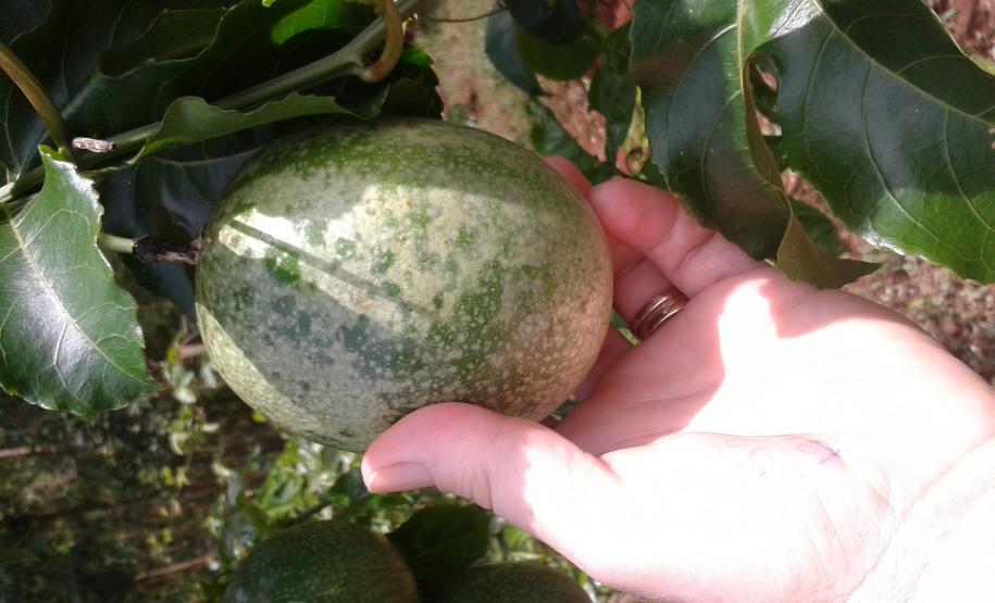 Fiscais da Adapar participam de reunião técnica sobre problemas fitossanitários na cultura do Maracujá.