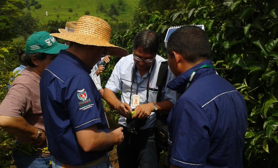 Fiscais da Adapar participam de reunião técnica sobre problemas fitossanitários na cultura do Maracujá.