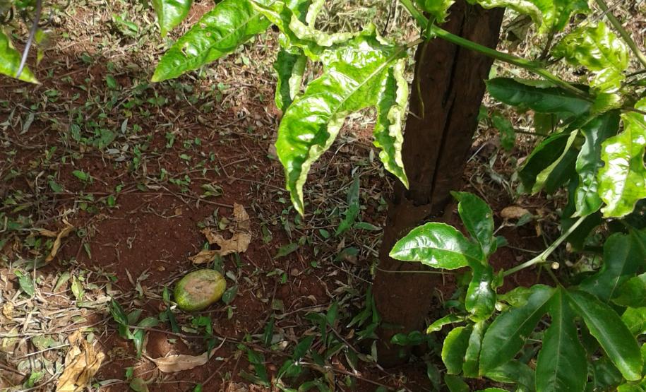 Fiscais da Adapar participam de reunião técnica sobre problemas fitossanitários na cultura do Maracujá.