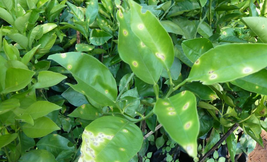 Cancro Cítrico: Destruição de mudas contaminadas em Planalto - PR