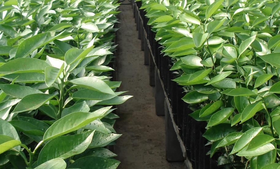 Adapar realiza palestra sobre “Sanidade da Citricultura” em Pitanga.