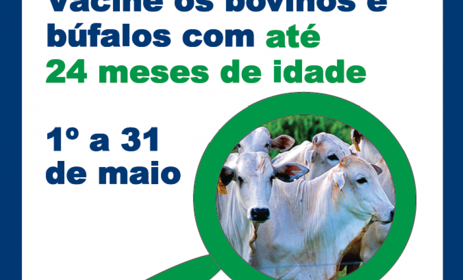 Paraná começa vacinação contra a febre aftosa neste domingo