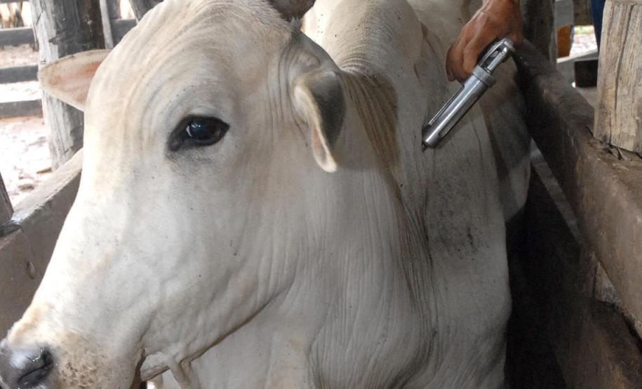 Paraná começa vacinação contra a febre aftosa neste domingo
