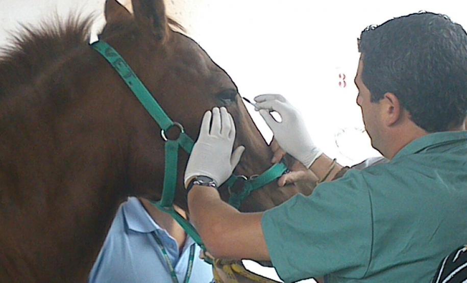 MORMO: Adapar Promoveu Curso de “Atualização Sobre Mormo e Treinamento de Maleinização”. MORMO: Adapar Promoveu Curso de “Atualização Sobre Mormo e Treinamento de Maleinização”.
