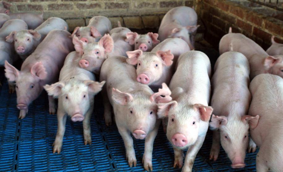 Paraná é reconhecido internacionalmente como área livre de peste suína clássica.